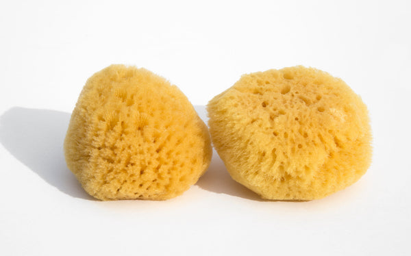 Ritual Sea Sponge