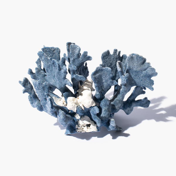 Stunning blue coral specimen, available at natur showroom