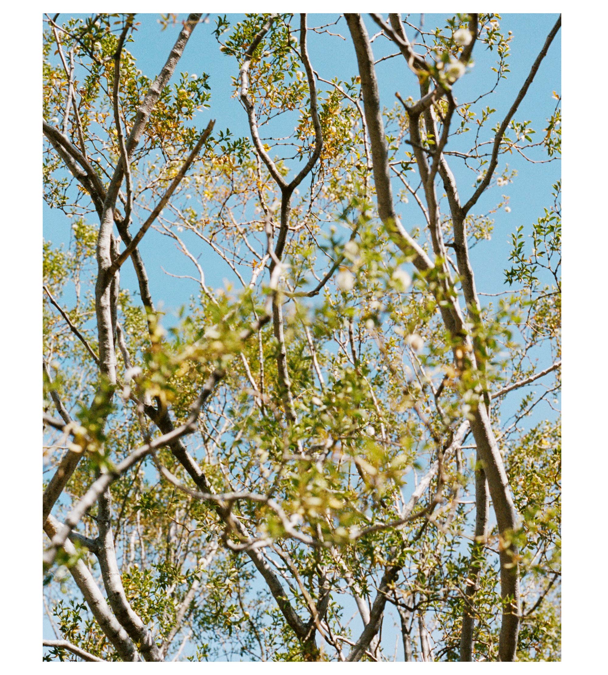 Wild Harvested Creosote Salve