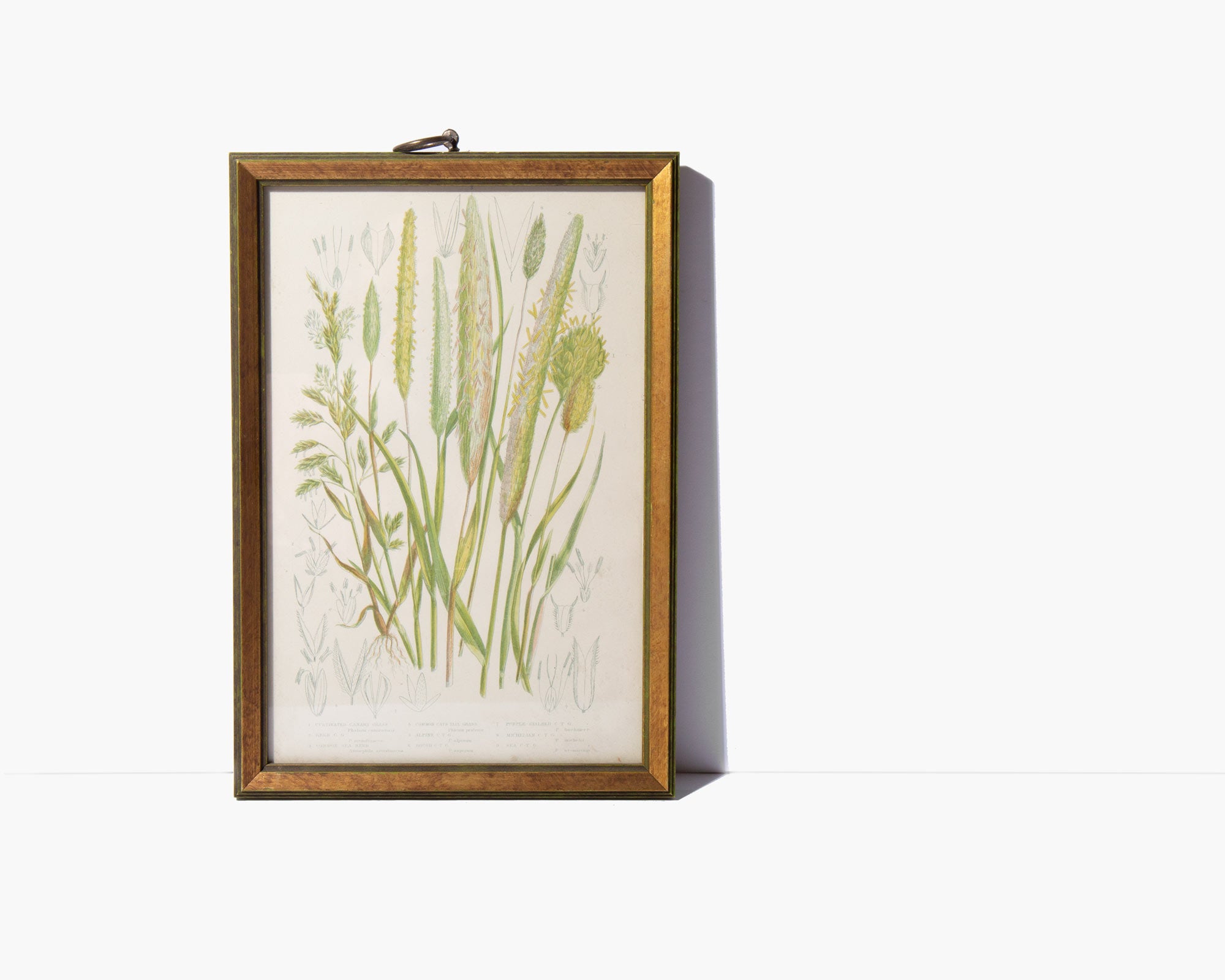 Original Botanical Print