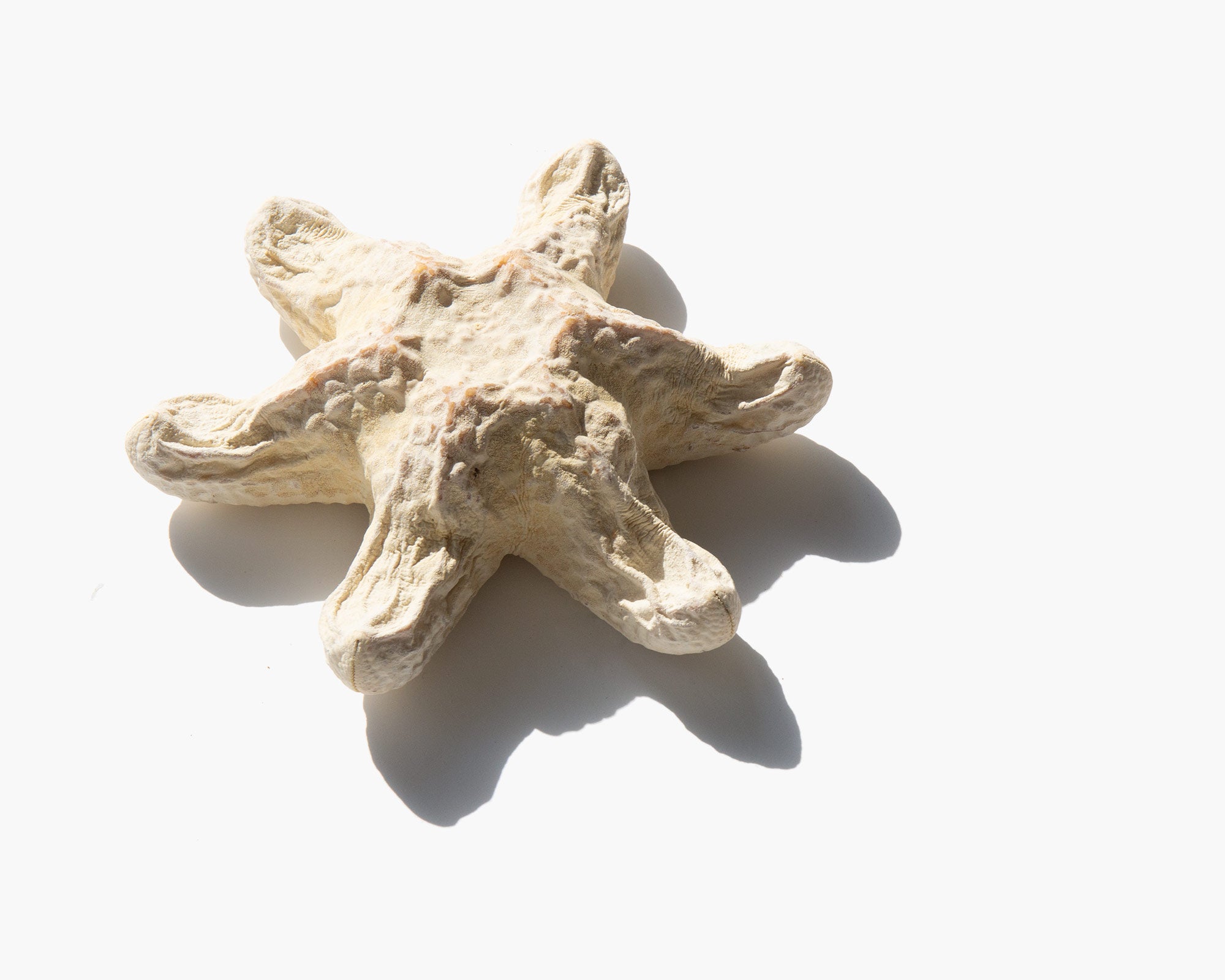 Biscuit Starfish