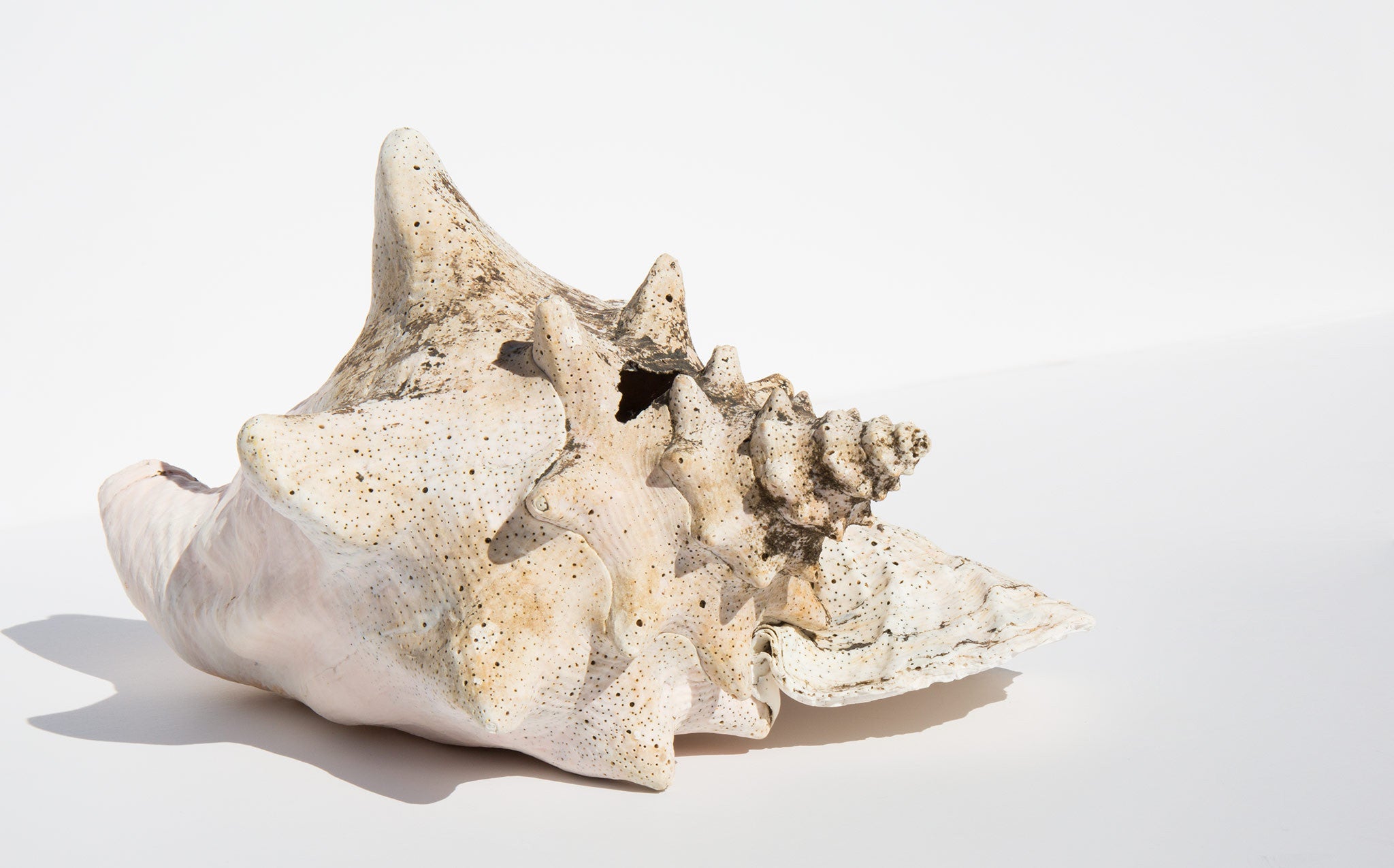 Conch Shell