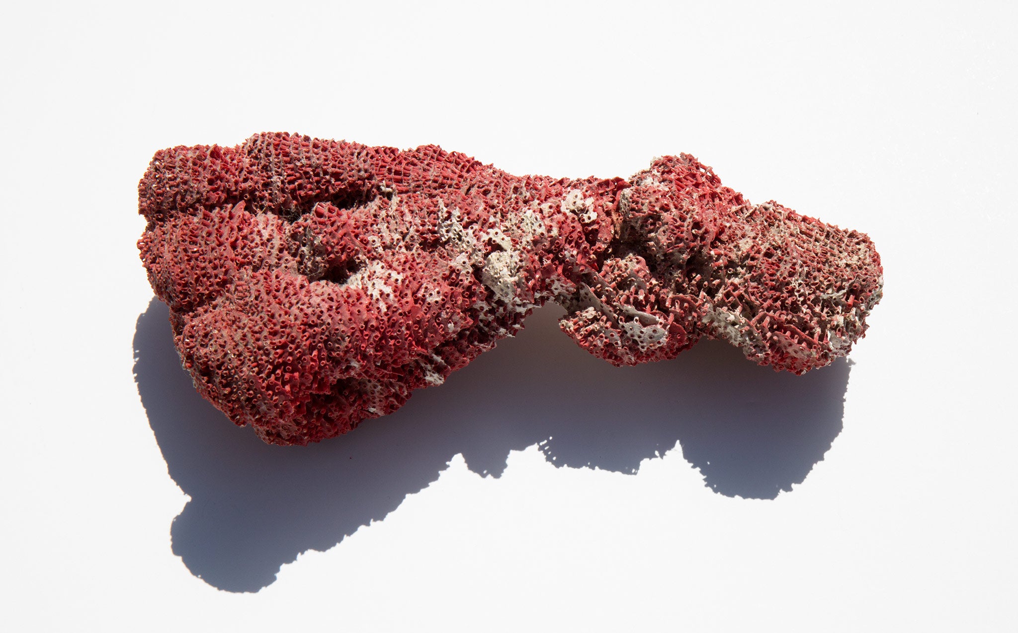 Natural Organ Pipe Coral