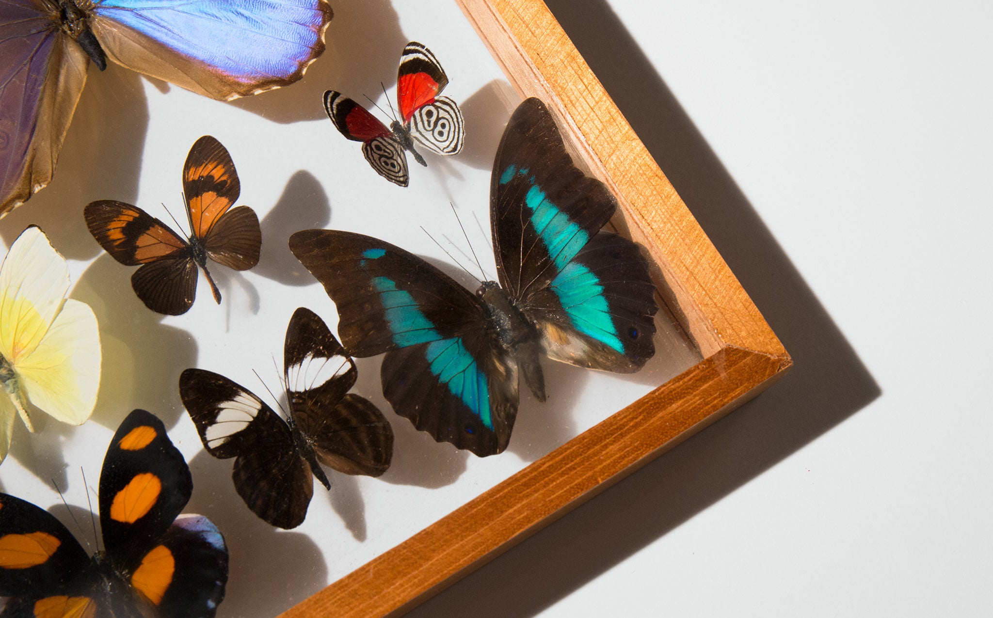 Framed Butterfly Specimens