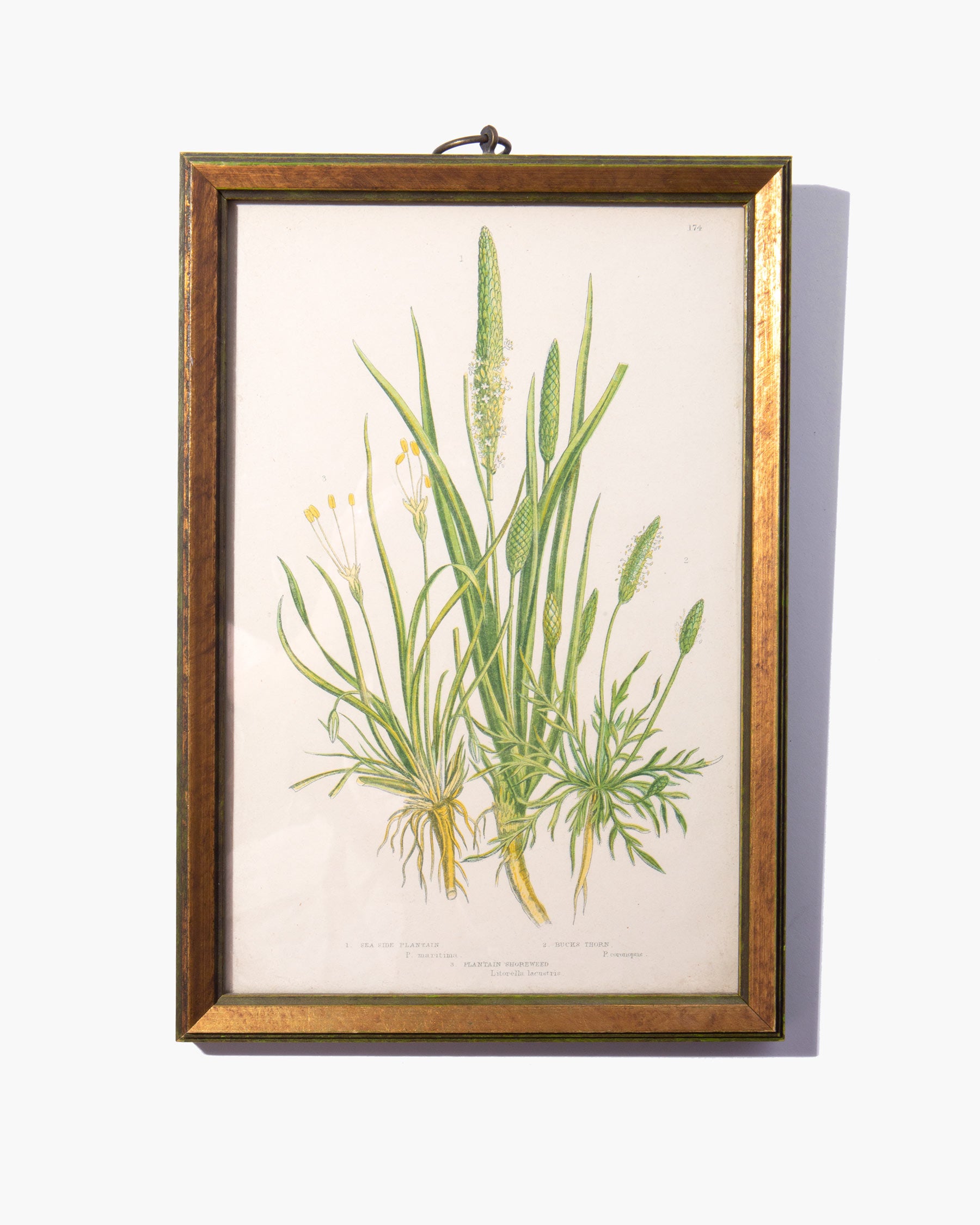 Original Botanical Print