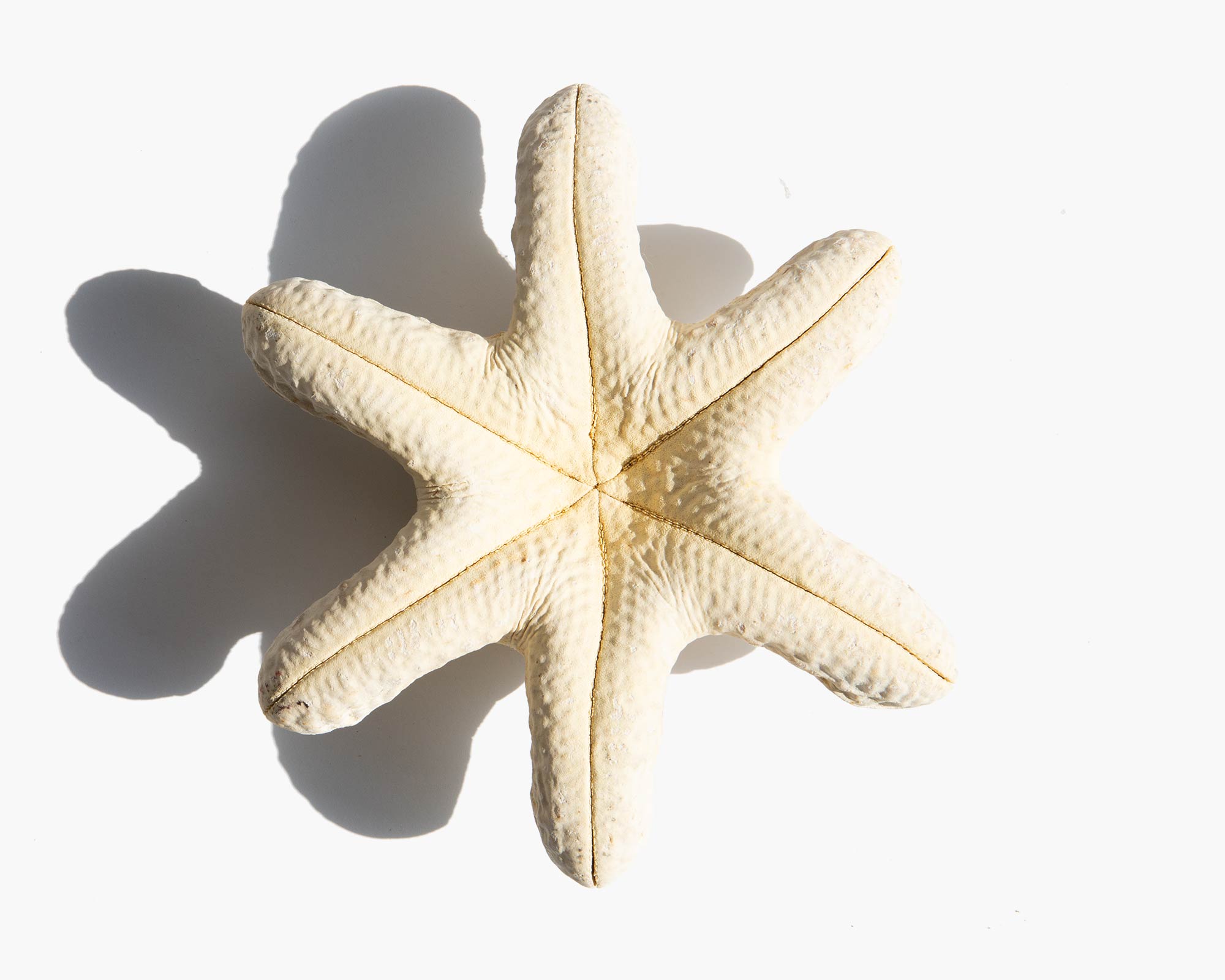 Biscuit Starfish