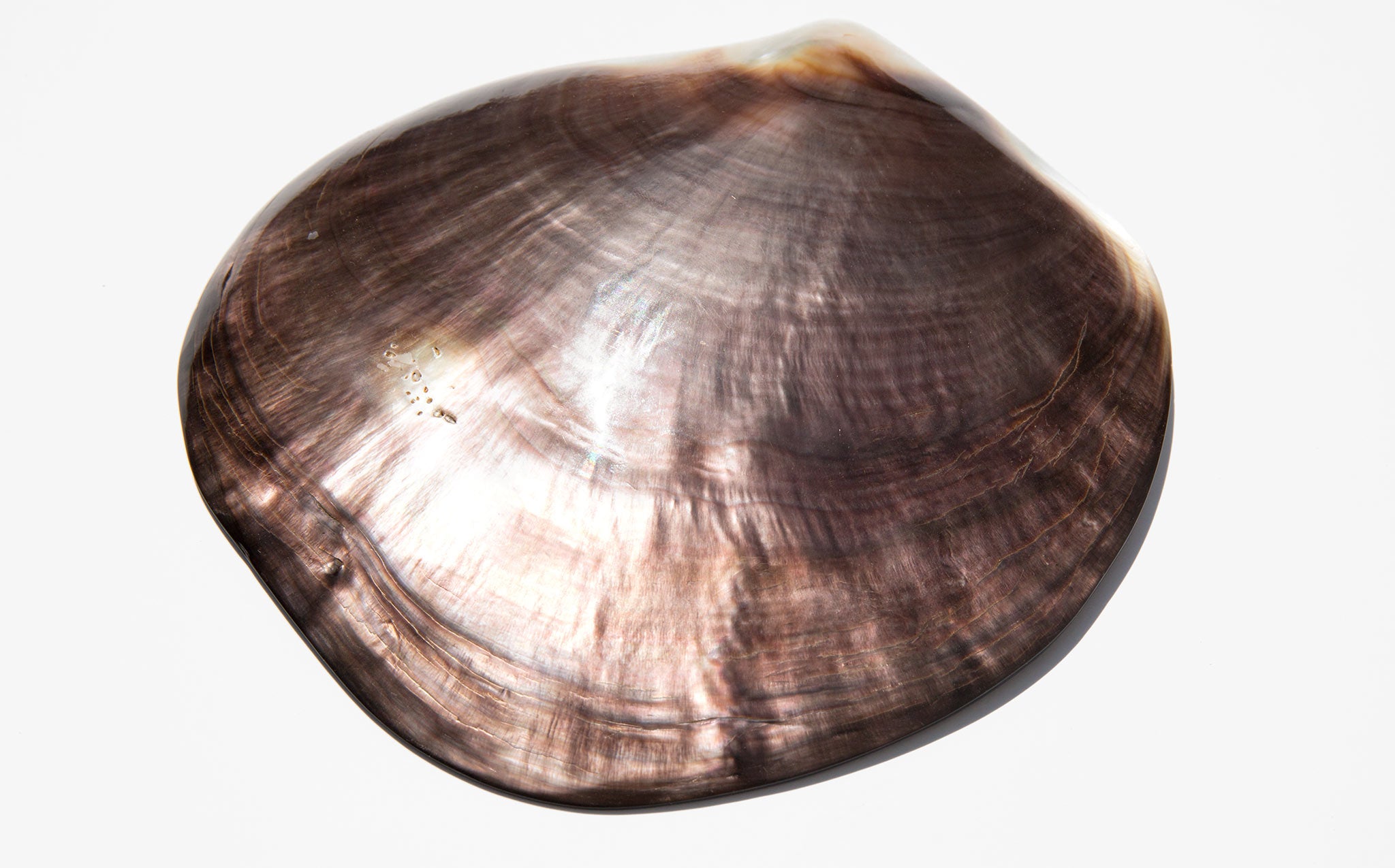 Large Polished Bivalve