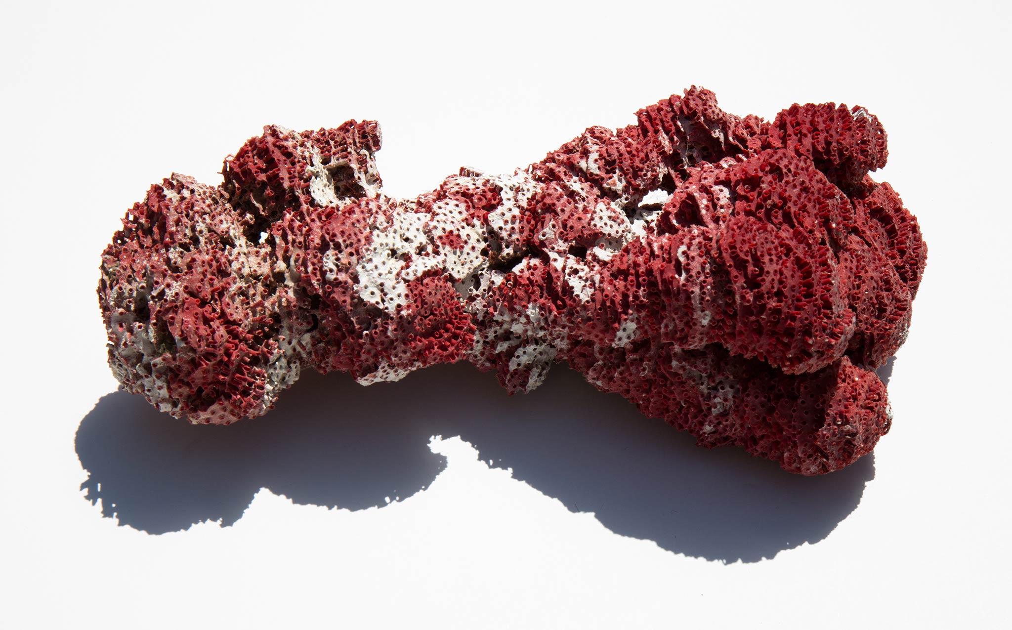 Natural Organ Pipe Coral