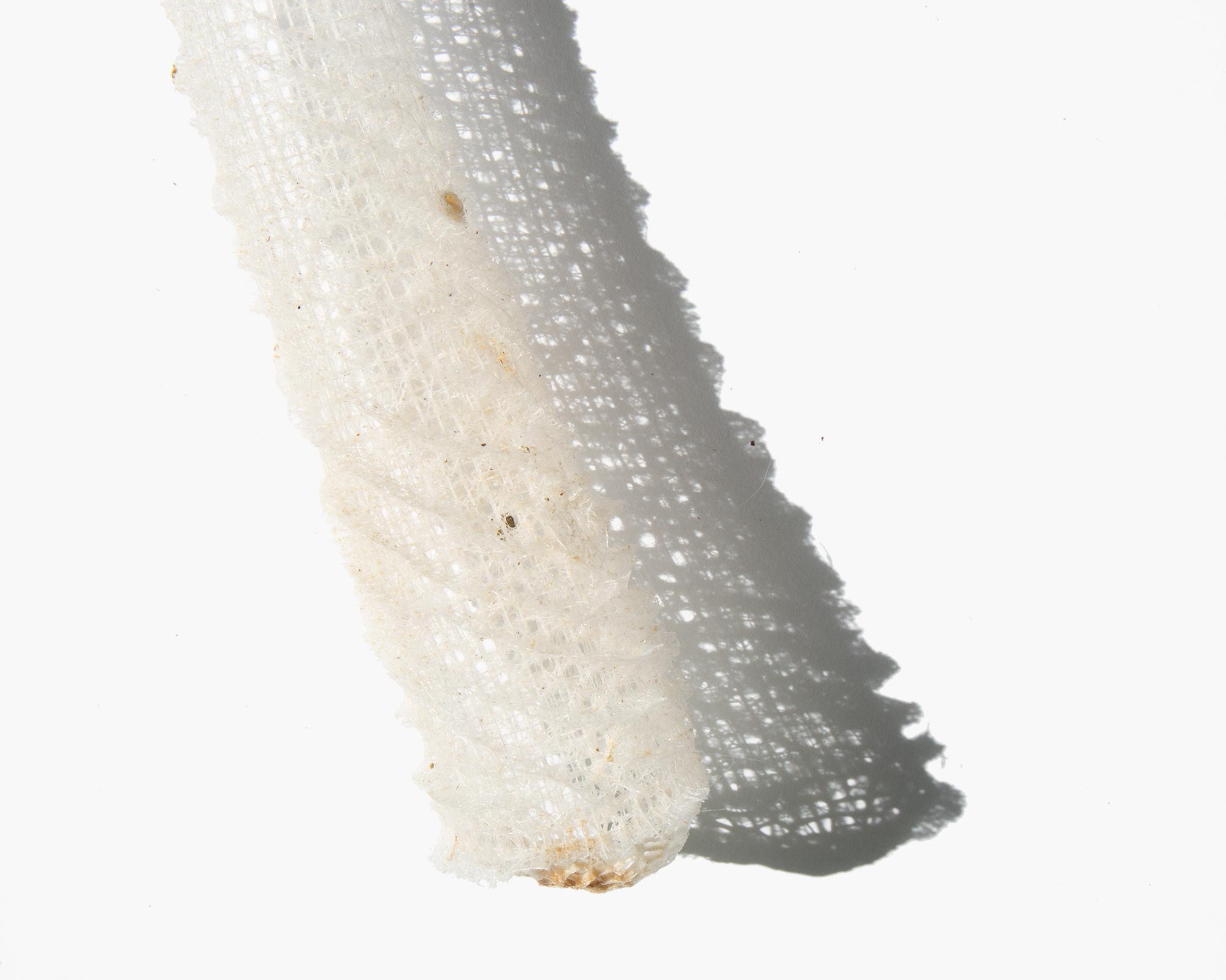 Venus Flower Basket Sponge, euplectella Aspergillum, Deep Ocean Resident,  9-10 Inches Long, White - Etsy