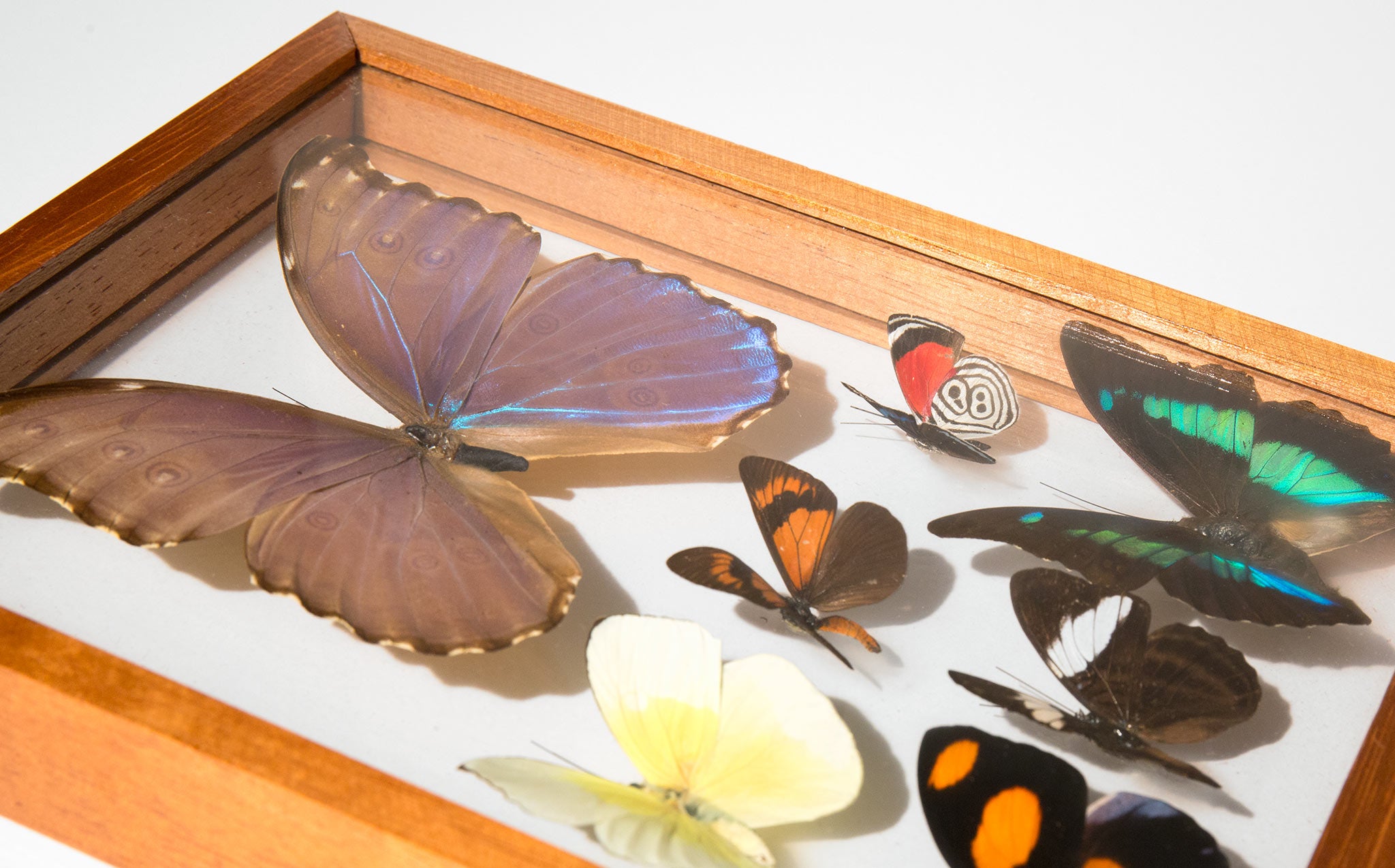 Framed Butterfly Specimens