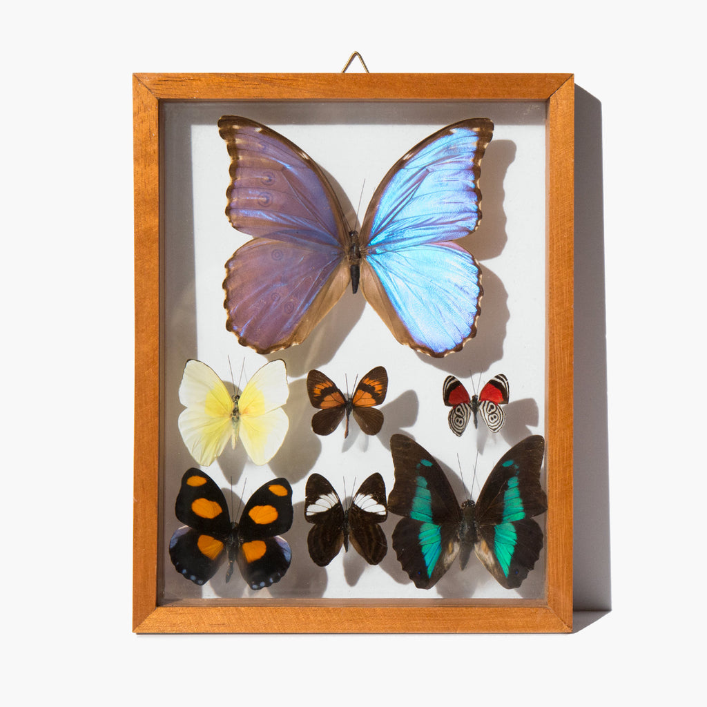 Framed Butterfly Specimens