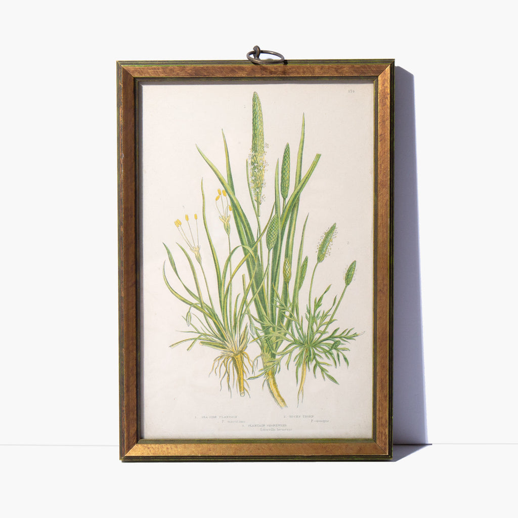 Original Botanical Print